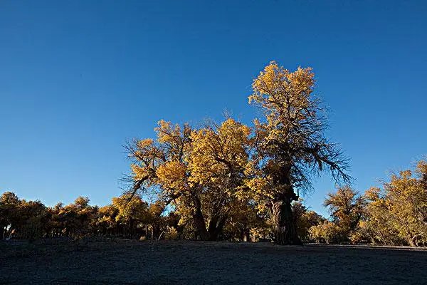 阿拉善是什么意思?