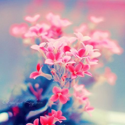 花开与你的半夏的介绍