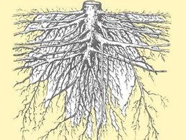 “根本”是什么意思？