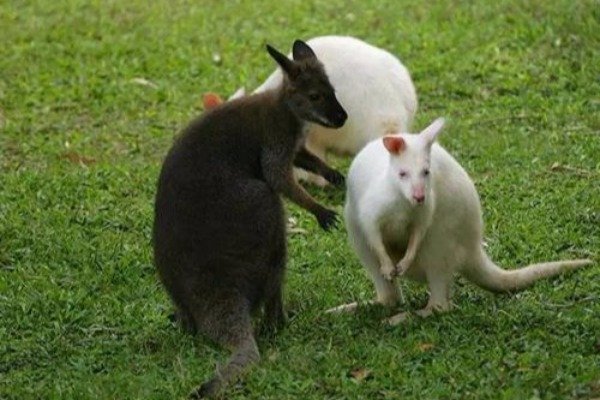 很多食草动物都长了一个白屁股，这是为什么？