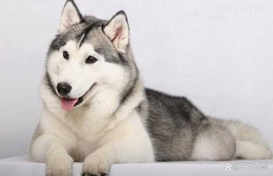 5岁女童被大狗咬伤致毁容，狗主人系公职人员，案件会有猫腻吗？