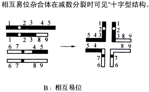 罗伯逊易位的命名