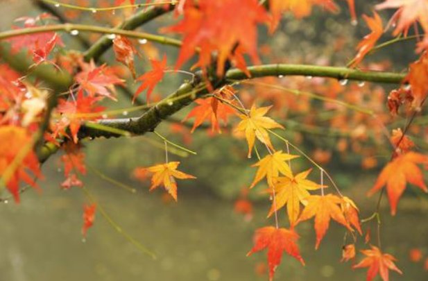 梦里飞花几度秋全诗
