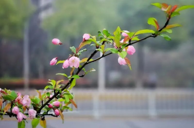 形容春色的诗句