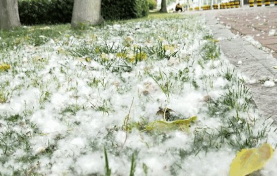 柳絮一般在什么时候开始飘？