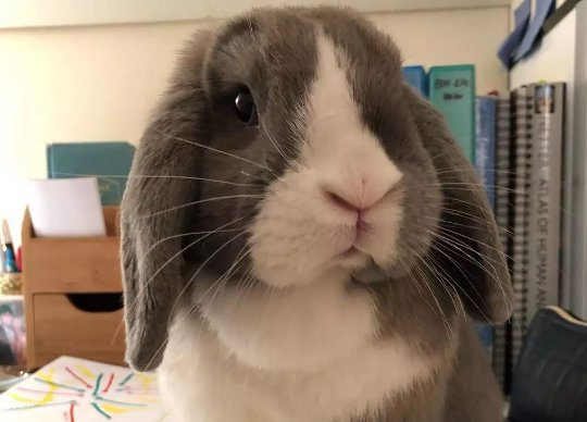 道奇兔和侏儒兔怎么区分？