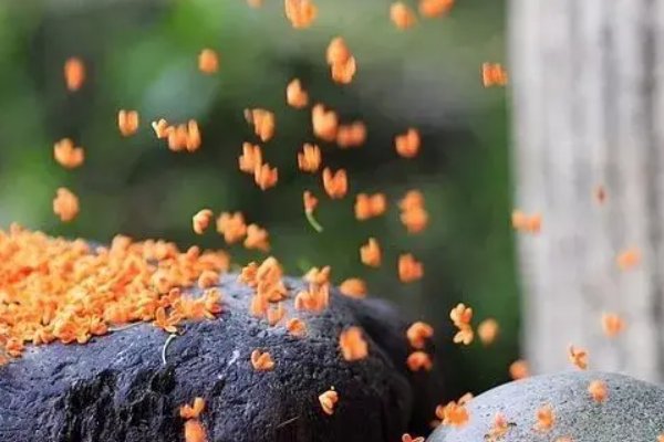 落打飘造句二年级上册