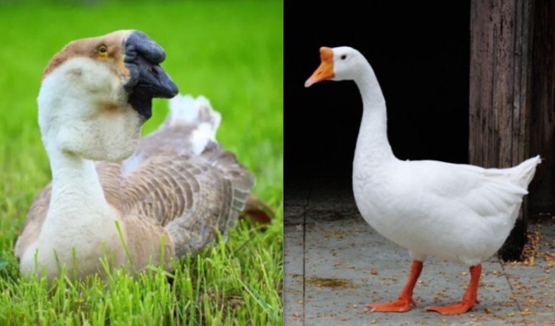 狮头鹅与普通鹅的区别