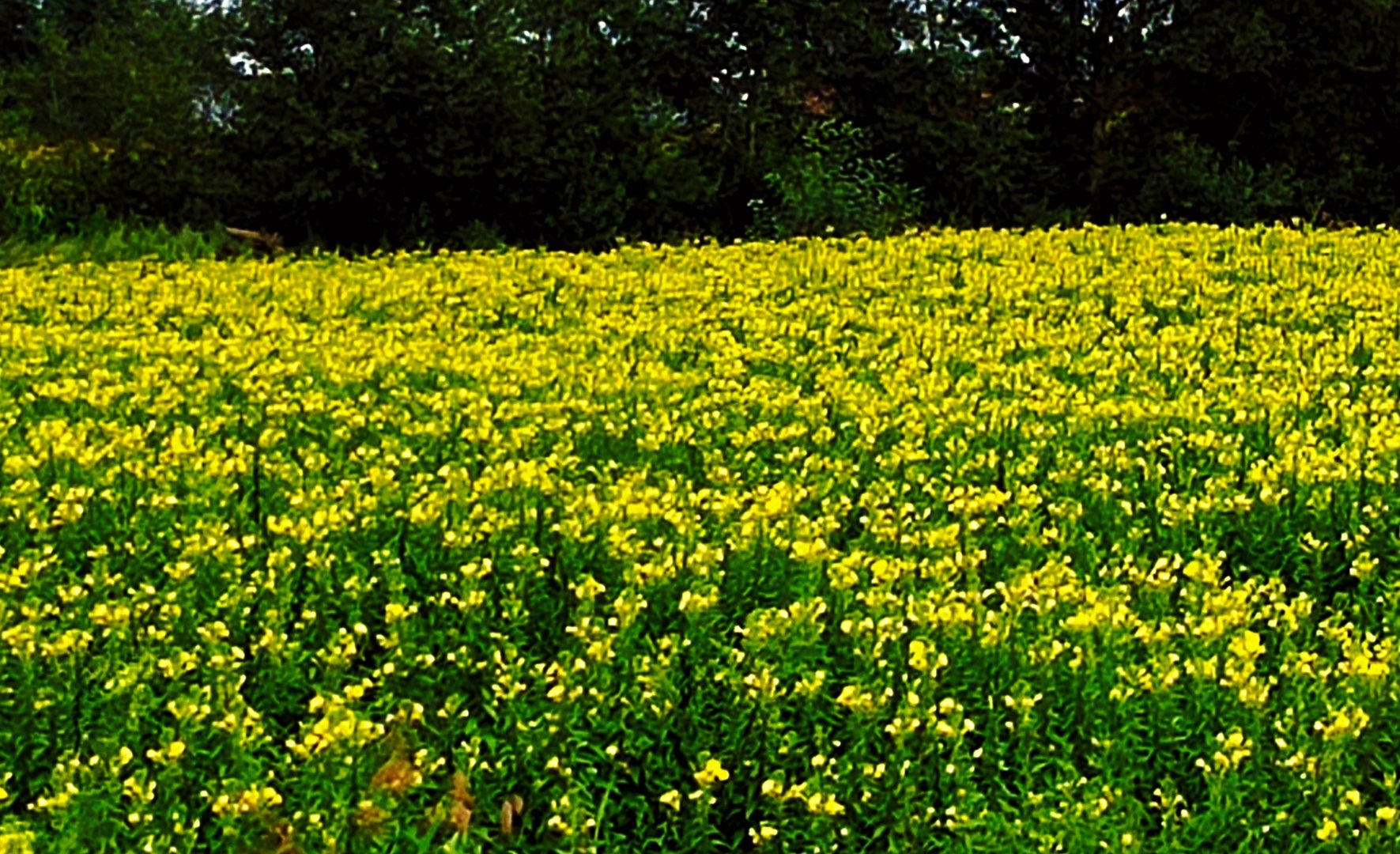 女友和我分手后，我放不下，忘不了，我就发个520红包给她，两个小时了她也没有收，也没有回信息？