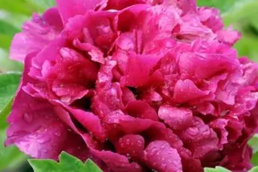 中国国花是牡丹还是梅花