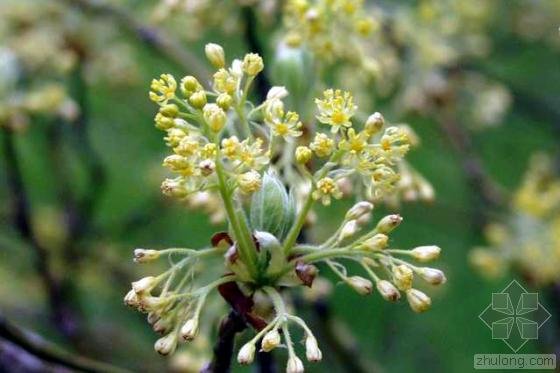 黄樟的形态特征