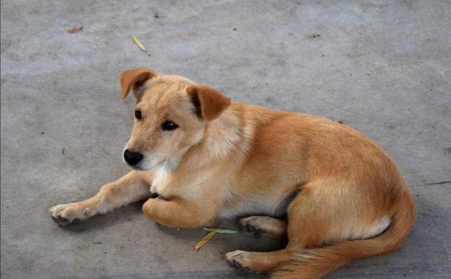 在农村拉帮结派的土狗当中，领头的土狗是怎样成为狗王的，为什么？