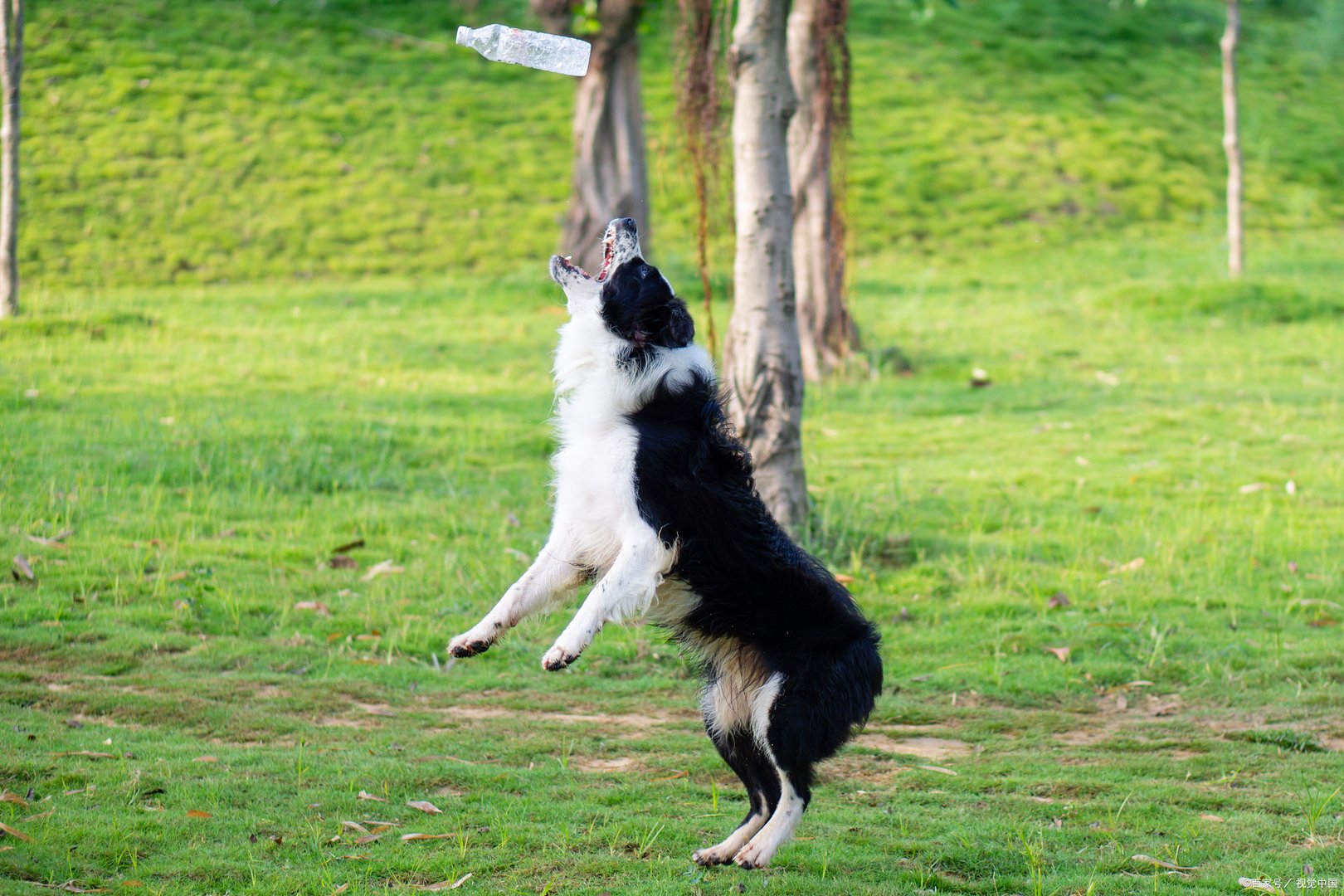 世界上最丑的狗你见过吗？其中真的一半都来自中国吗？