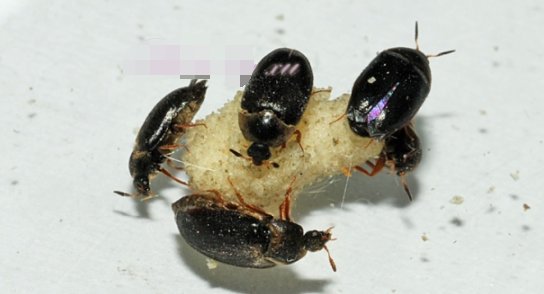 什么是黑皮蠹啊？