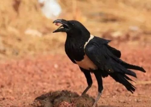 蜀鸡与乌鸦文言文翻译