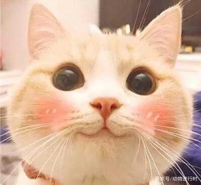 在猫咪面前学喵叫，它到底能不能听懂？