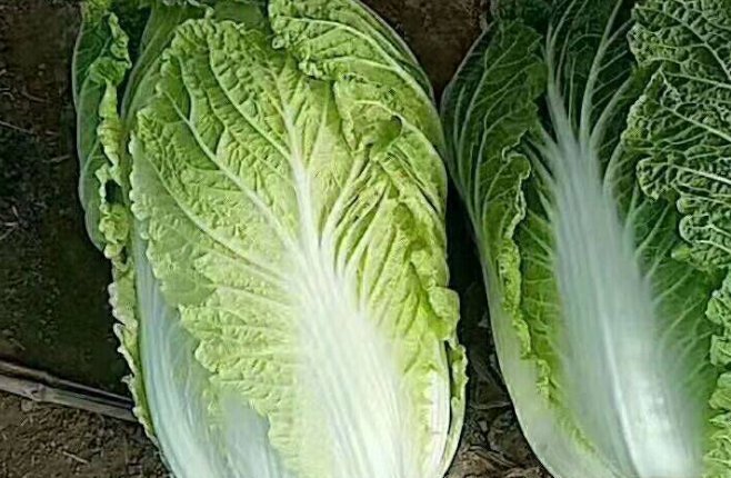 小鸡宝宝考考你:鲁迅笔下的