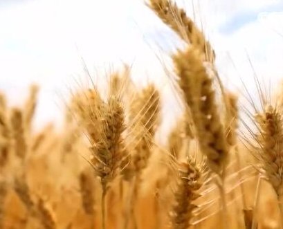 卫星见证奔跑的“三夏”，丰收的喜悦源于什么？