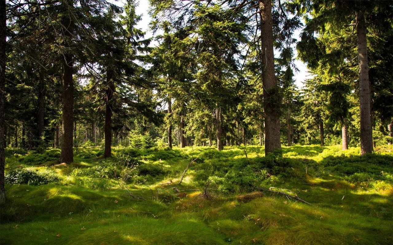 描写森林景色的优美段落