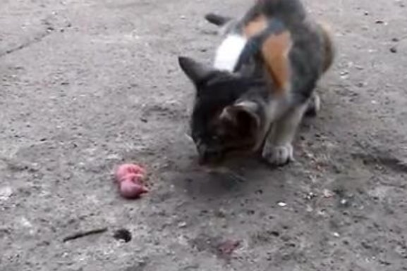 母鼠咬断通讯线，福建一男子手持鼠崽威胁，这一场面有多搞笑