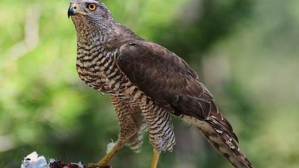 鹰和雕的区别是什么？该如何区分呢？