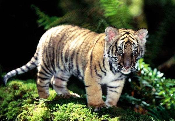 老虎的种类有几种？