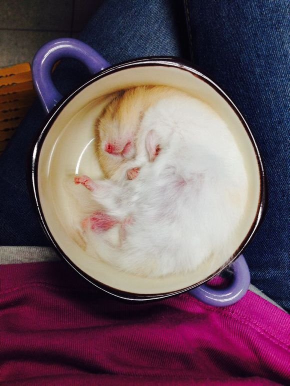 金丝熊照片(10张)