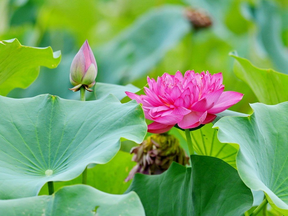 白天开花晚上闭合的花 莲花开了晚上会闭合吗
