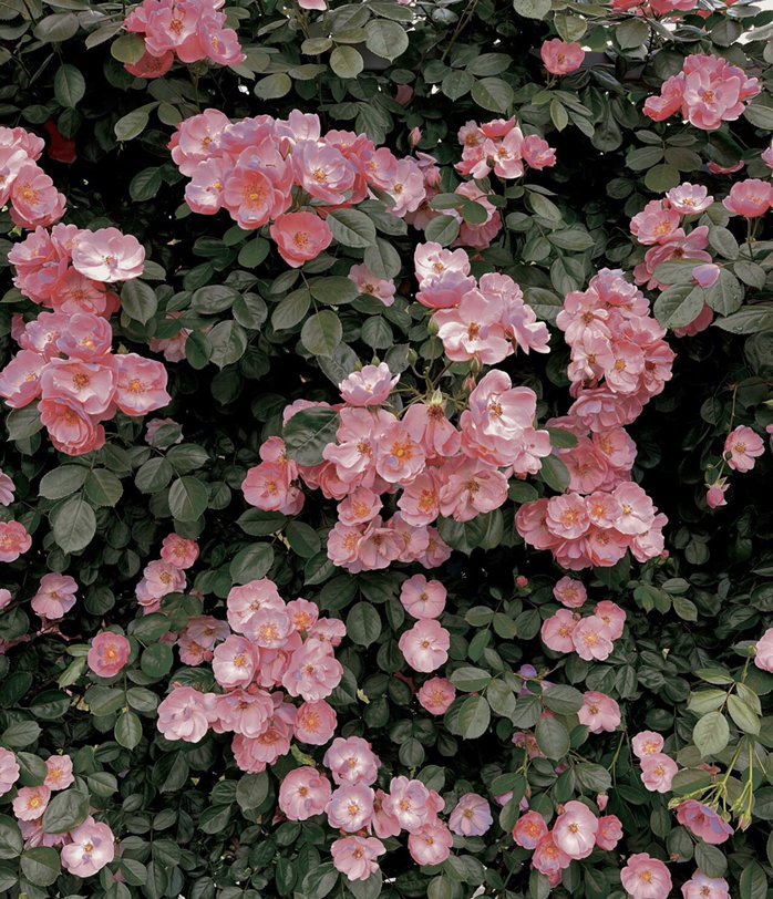 怎么评价电影《粉红女郎》？