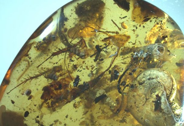 泰国农村小伙沙滩上捡石头价值百万,这块石头究竟有何特别?