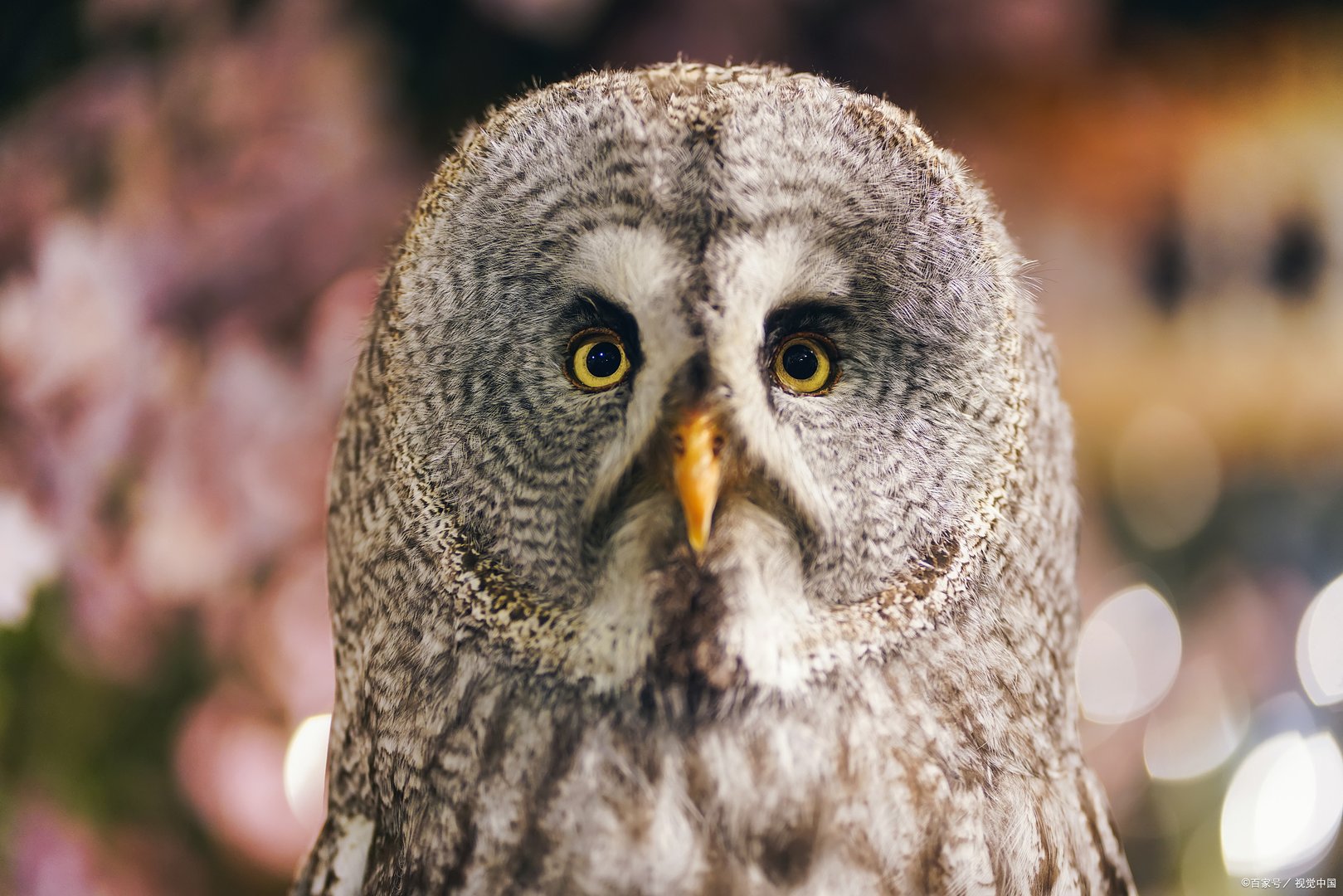 大部分鸟类都擅长飞行，那么有没有“恐高”的鸟呢？为什么？