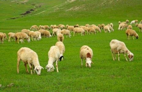 日本推出租羊吃草业务，网友对此有何评价？