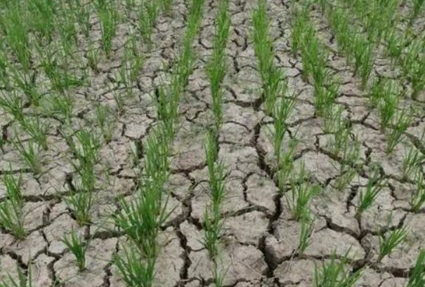 多地出现大旱，这会引发粮价、菜价上涨吗？为什么呢？