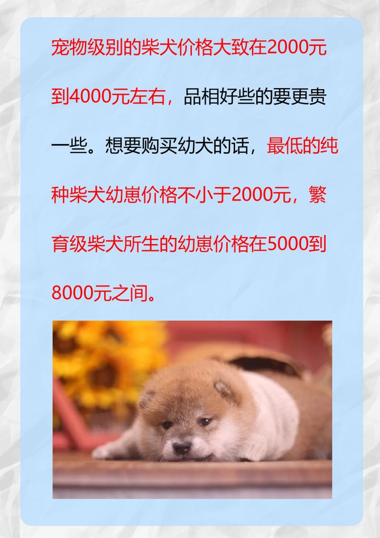 一只纯种的柴犬要多少价位？