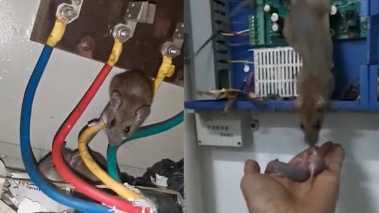 母鼠咬断通讯线，福建一男子手持鼠崽威胁，这一场面有多搞笑