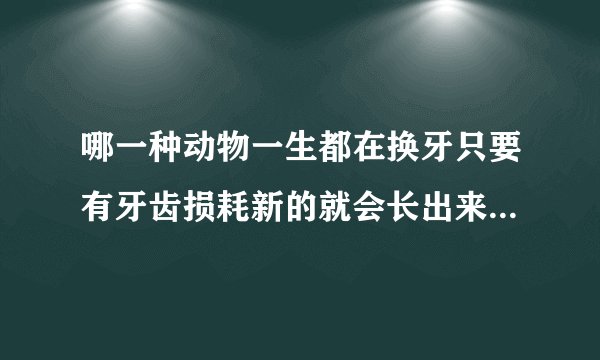 哪一种动物一生都在换牙只要有牙齿损耗新的就会长出来是鲨鱼还是鳄鱼？