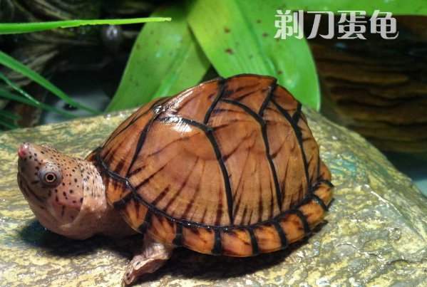 十大恐怖的乌龟