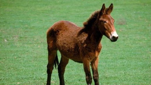 骡子有公母之分吗?