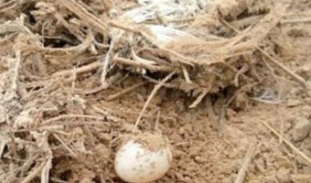 覆的组词和拼音