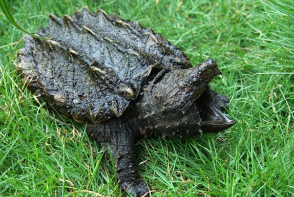 十大恐怖的乌龟