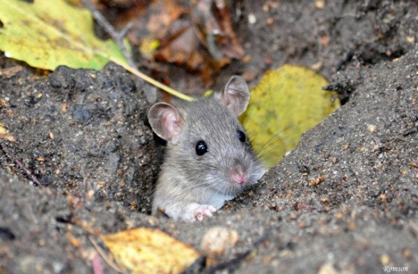 灭老鼠找哪家公司