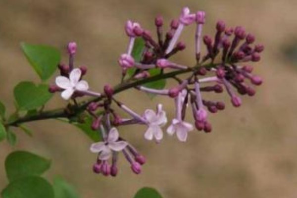 丁香空结雨中愁什么意思