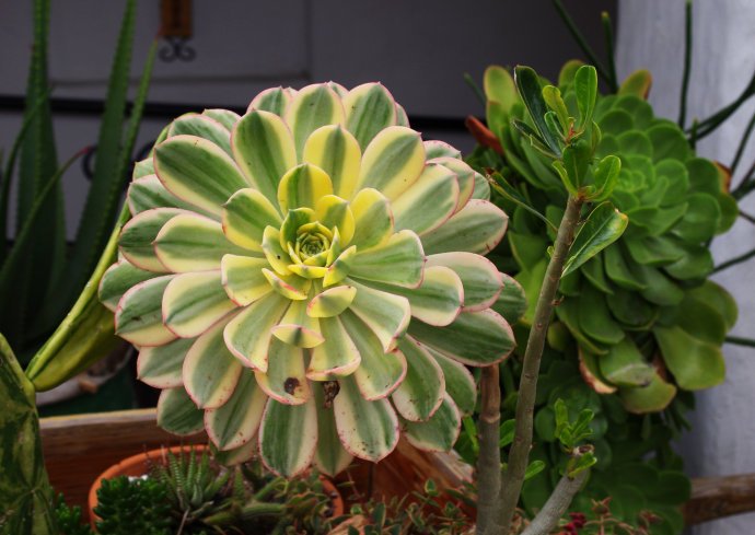 沙生冰草的植物形态