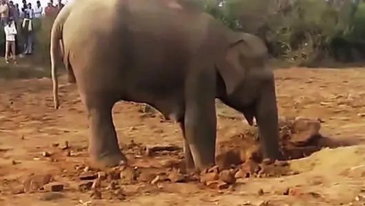 大象为什么会在身上裹很多泥土，是为了防晒还是为了什么？你知道吗？