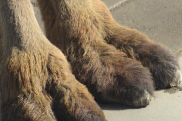 camel toe是什么意思？