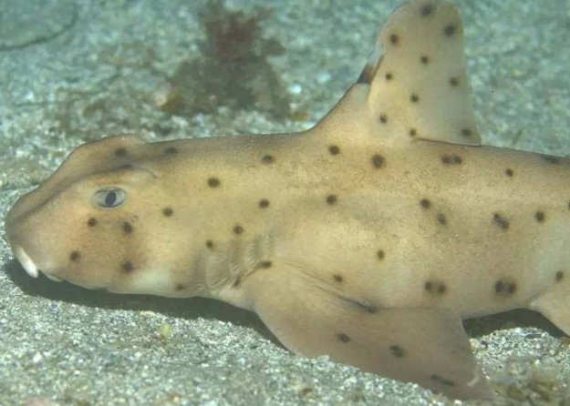 最稀有的九种鲨鱼都有哪些？