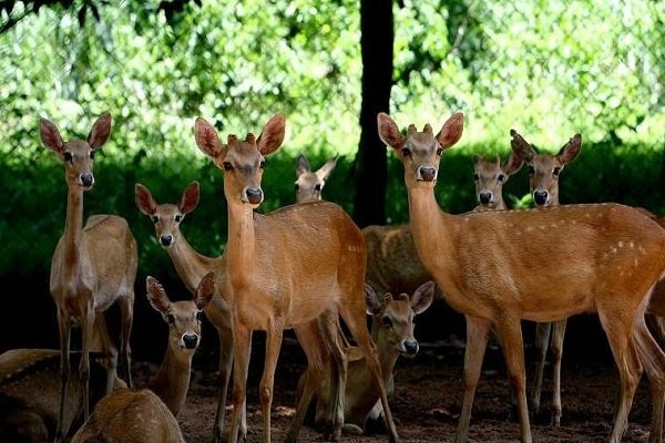 海南禁食陆生野生动物，人工饲养的可以吃吗？