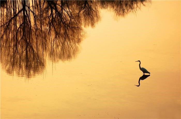 怎见浮生不若梦 缥缈孤影照惊鸿 是什么意思