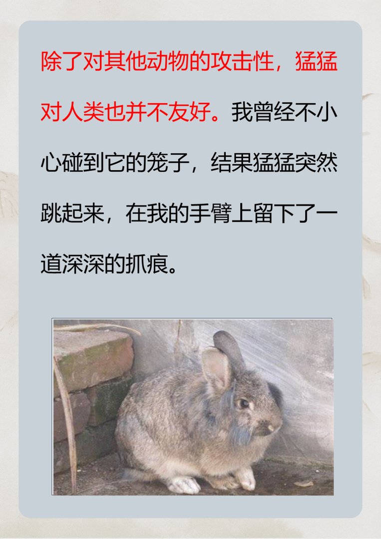 世界上最凶狠的兔子