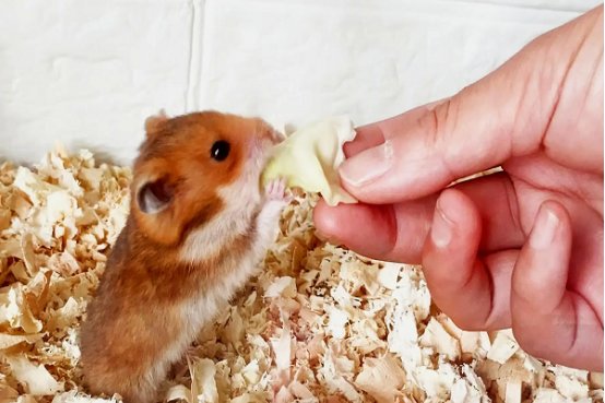 仓鼠饲养八大禁忌